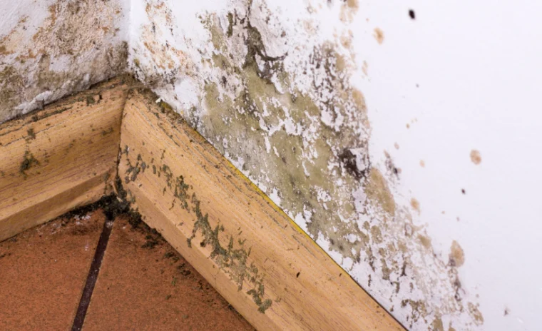 mold damage on a wall
