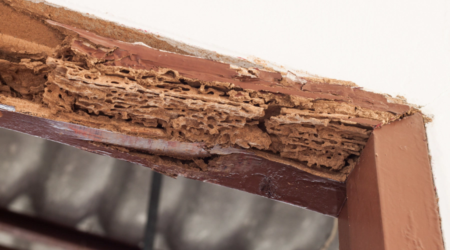 termites eating door frame